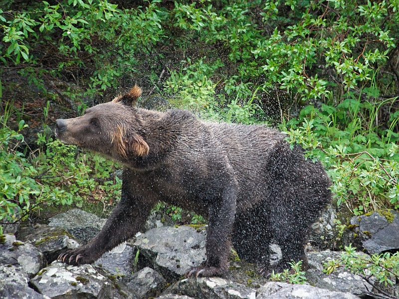 Alaska Wildlife-30.JPG